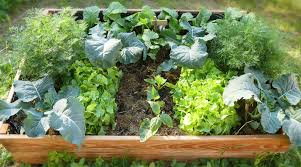 hill vegetables